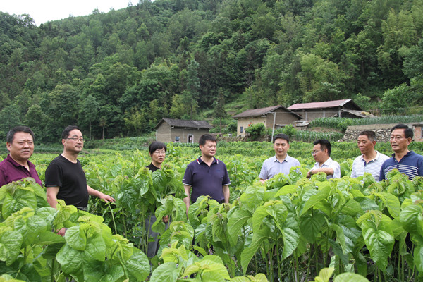 安康市商務局領導來我公司調研春蠶收購及扶貧點蠶?；亟ㄔO情況